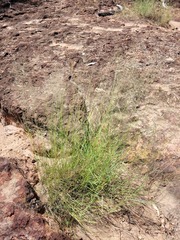 Eragrostis leptostachya