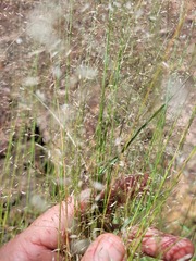 Eragrostis leptostachya