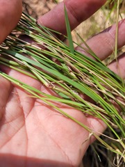 Eragrostis leptostachya