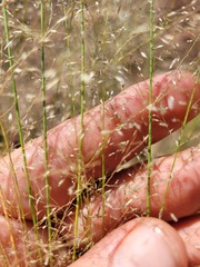 Eragrostis leptostachya