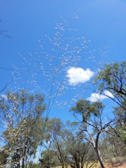 Eragrostis leptostachya