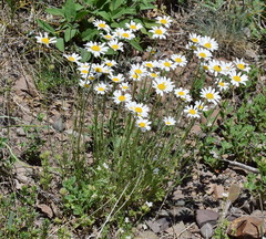 Anthemis sterilis