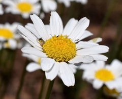 Anthemis sterilis
