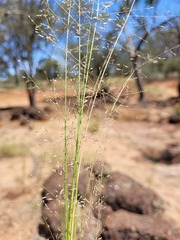 Eragrostis leptostachya