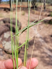 Eragrostis leptostachya