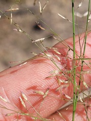 Eragrostis leptostachya