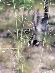 Eragrostis leptostachya