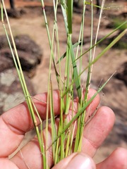 Eragrostis leptostachya