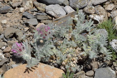 Astragalus setosulus