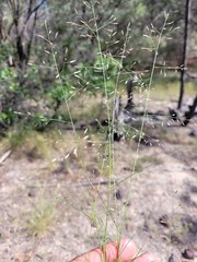 Eragrostis leptostachya
