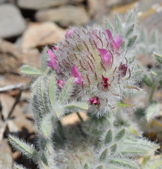 Astragalus setosulus