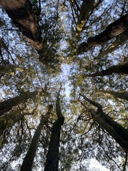 Sequoia sempervirens