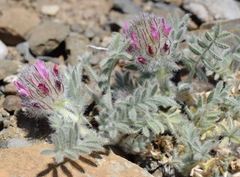 Astragalus setosulus