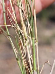 Eragrostis leptostachya
