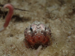 Maxillicosta scabriceps