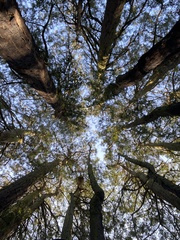 Sequoia sempervirens