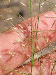 Eragrostis leptostachya