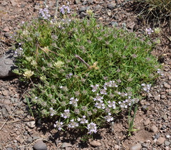 Thymus dzevanovskyi