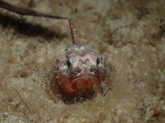 Maxillicosta scabriceps