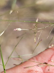 Eragrostis leptostachya