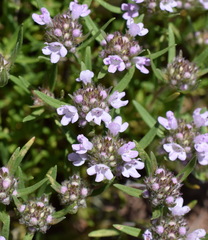 Thymus dzevanovskyi