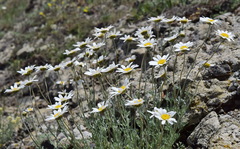 Anthemis sterilis