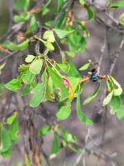 Erythroxylum australe