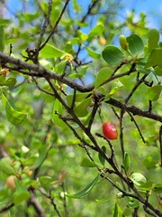 Erythroxylum australe
