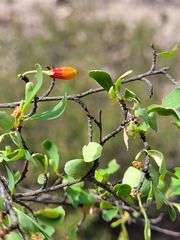 Erythroxylum australe