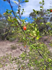 Erythroxylum australe