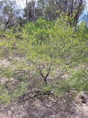 Erythroxylum australe