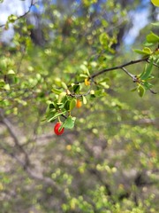 Erythroxylum australe