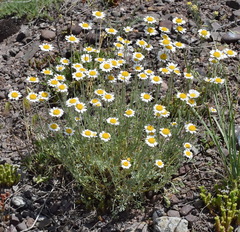 Anthemis sterilis