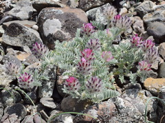 Astragalus setosulus
