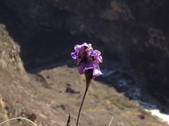 Tillandsia streptocarpa