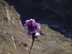 Tillandsia streptocarpa