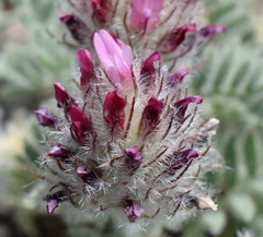 Astragalus setosulus