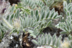 Astragalus setosulus