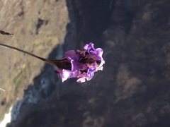 Tillandsia streptocarpa