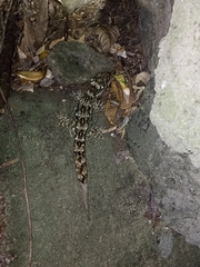 Hoplodactylus duvaucelii