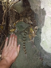Hoplodactylus duvaucelii