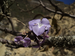 Tillandsia streptocarpa