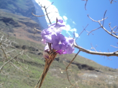 Tillandsia streptocarpa