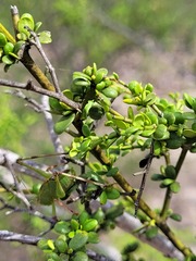 Everistia vacciniifolia vacciniifolia