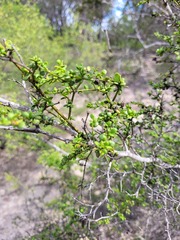 Everistia vacciniifolia vacciniifolia