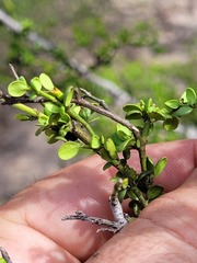 Everistia vacciniifolia vacciniifolia