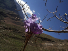 Tillandsia streptocarpa