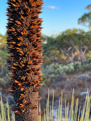 Xanthorrhoea drummondii