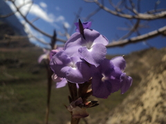 Tillandsia streptocarpa