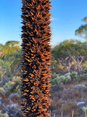 Xanthorrhoea drummondii